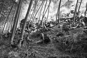 圖為放養(yǎng)在靜家山上的“高山營養(yǎng)土雞”。