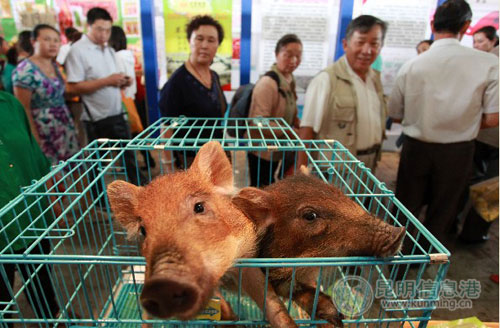 農(nóng)博會(huì)閉幕 通海老板的家養(yǎng)小野豬5天賣了400多頭(圖)