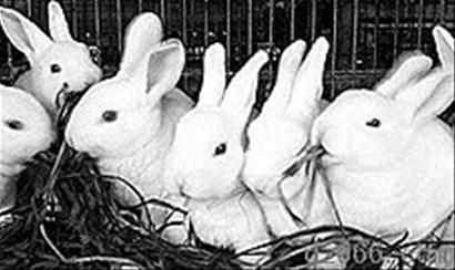 獺兔越冬 養(yǎng)護(hù)要仔細(xì)(組圖)